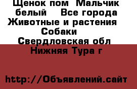 Щенок пом. Мальчик белый  - Все города Животные и растения » Собаки   . Свердловская обл.,Нижняя Тура г.